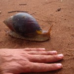 Slow is the New Fast